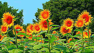 Hybrid Sunflowers & Crape Myple – Showa Memorial Park, Tokyo