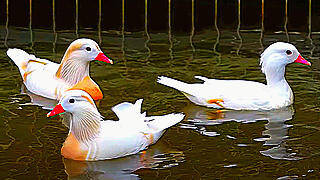 Mandarin Ducks (Albinism) – Natural Bird Sound