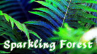 Sparkling Forest – Fantasy Instrumental Music