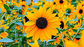 Sunflower Season in National Showa Memorial Park, Tokyo