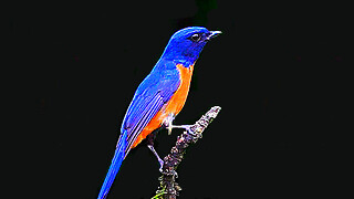 Vivid Niltava – Natural Bird Sound
