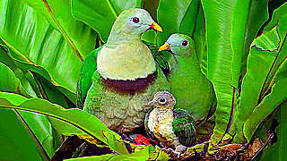 Black-chinned Fruit Dove Family