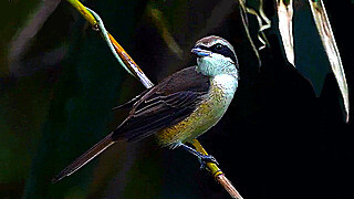Brown Shrike (Female) – Natural Bird Sound