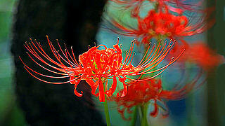 Red Spider Lily in Fuchu City Local Forest Museum, Tokyo