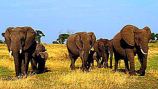 Visit to Tarangire National Park, Tanzania