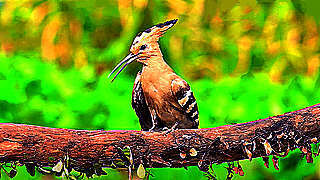 Eurasian Hoopoe – Natural Bird Sound