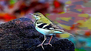 Forest Wagtail – Natural Bird Sound