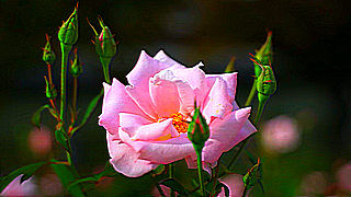Roses in Full Bloom – Nakanoshima Rose Garden, Osaka