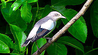 White-shouldered Starling – Natural Bird Sound