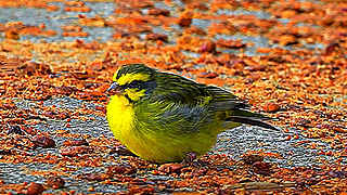 Yellow-fronted Canary – Natural Bird Sound