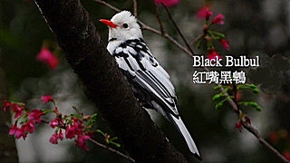 Black Bulbul (Leucism) – Bird Sound
