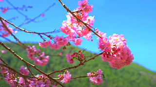Cherry Blossoms in Wuling Farm – Taichung City, Taiwan