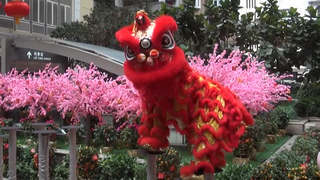 Hong Kong Dragon and Lion Dance to Bring Good Luck