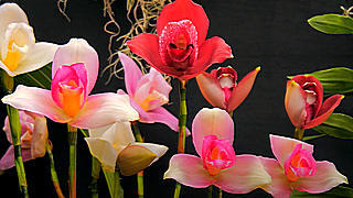 International Orchid Festival in Tokyo Dome City Hall