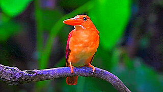 Ruddy Kingfisher on a Branch