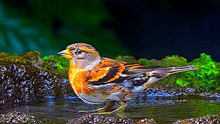 Brambling (Female) – Bird Sound