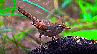 Manchurian Bush Warbler – Bird Sound