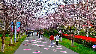 Walk in Shanghai – Gaodong Cherry Blossom Garden