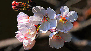 Yoshino Cherry Blossoms at Negawa Greenery Road, Tachikawa, Tokyo