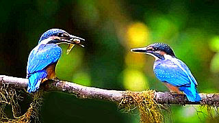 Common Kingfisher – Feeding