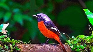 Daurian Redstart – Bird Sound