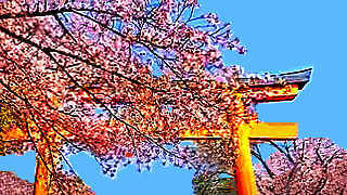 Kyoto Walk – Cherry Blossom Festival in Hirano Shrine