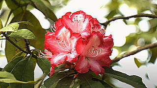 Rhododendron and other Flowers in Jindai Botanical Gardens, Tokyo