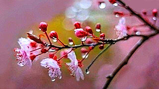 Sakura in the Rain – Melancholic Piano Music