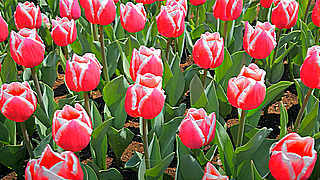 Spring Tulips in Showa Memorial Park, Tokyo