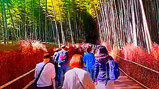 Walk in Arashiyama Bamboo Forest – Kyoto, Japan
