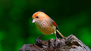 Vinous-throated Parrotbill – Time to Eat