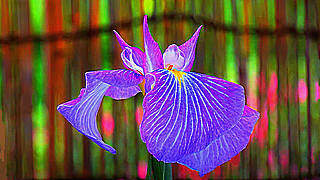 Exhibition of Hanashobu Japanese Iris – Jindai Botanical Gardens