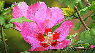 Rose of Sharon & Hydrangea – Jindai Botanical Gardens, Tokyo
