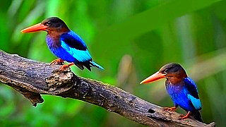 Two Javan Kingfisher on a Bough