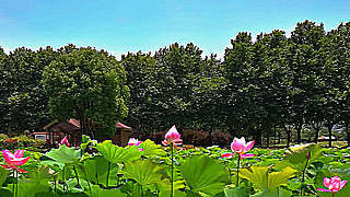 Walk in Shanghai Century Park – Lotus in Full Bloom
