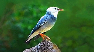 Silky Starling on a Stone