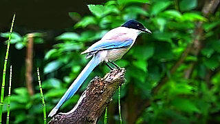 Azure-winged Magpie – Bird Sound