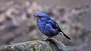 Plumbeous Water Redstart on a Stone