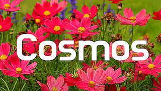 Cosmos Flower – Upbeat Background Music