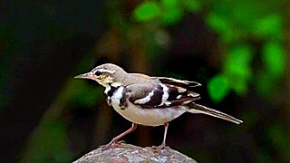 Forest Wagtail on a Stone