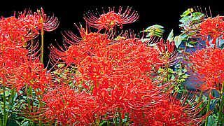 Red Spider Lilies Bloom Beautifully in Tachikawa City, Tokyo