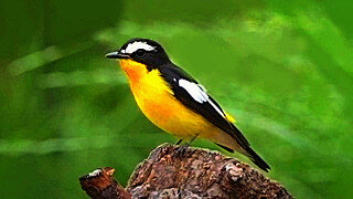 Yellow-rumped Flycatcher – Bird Sound