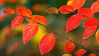 Autumn Leaves – Relaxing Piano Music with Bird Sounds