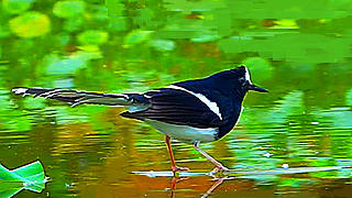 White-crowned Forktail – Bird Sound