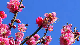 Plum Blossoms in Jindai Botanical Garden, Tokyo