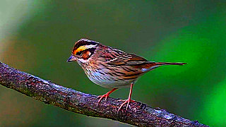 Yellow-browed Bunting on a Branch