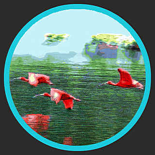 Scarlet Ibis – Bird Sound