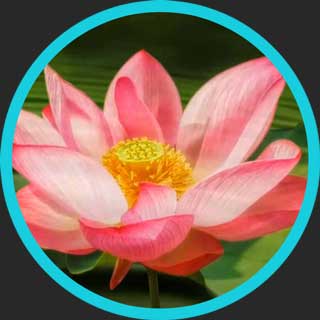 Beautiful Lotus Flowers with Relaxing Music