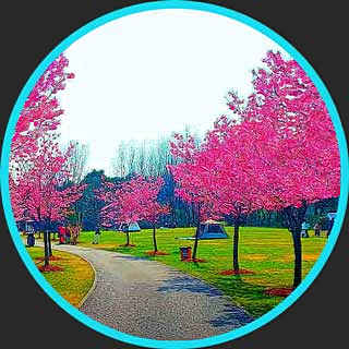 Walk in Shanghai – Cherry Blossoms in Gucun Park