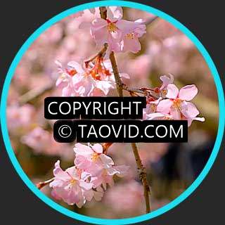 Cherry Blossoms in Kyoto Imperial Palace – Short Video